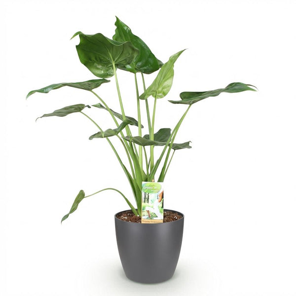 Boeddha-plant - Alocasia cucullata