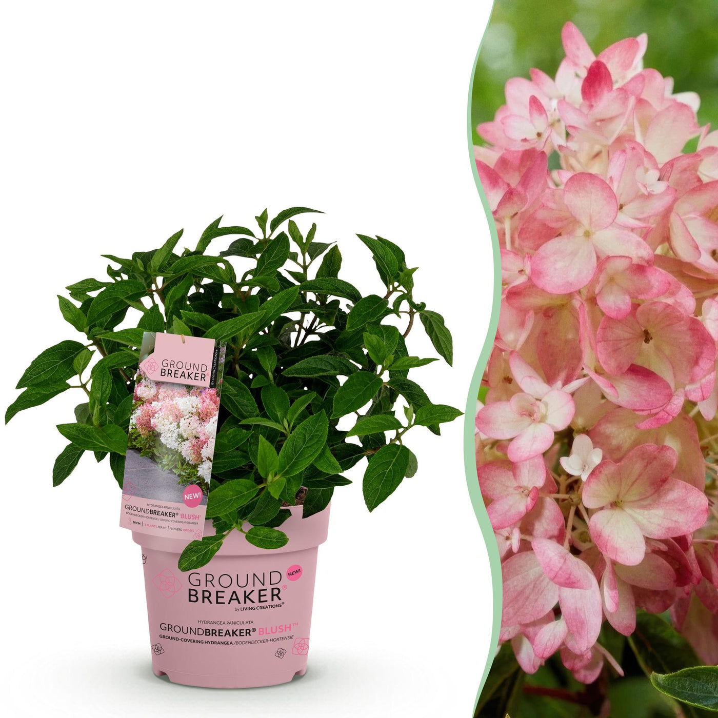 Hortensia - Hydrangea paniculata Groundbreaker Blush - roze - Ø14cm - ↕20-25cm