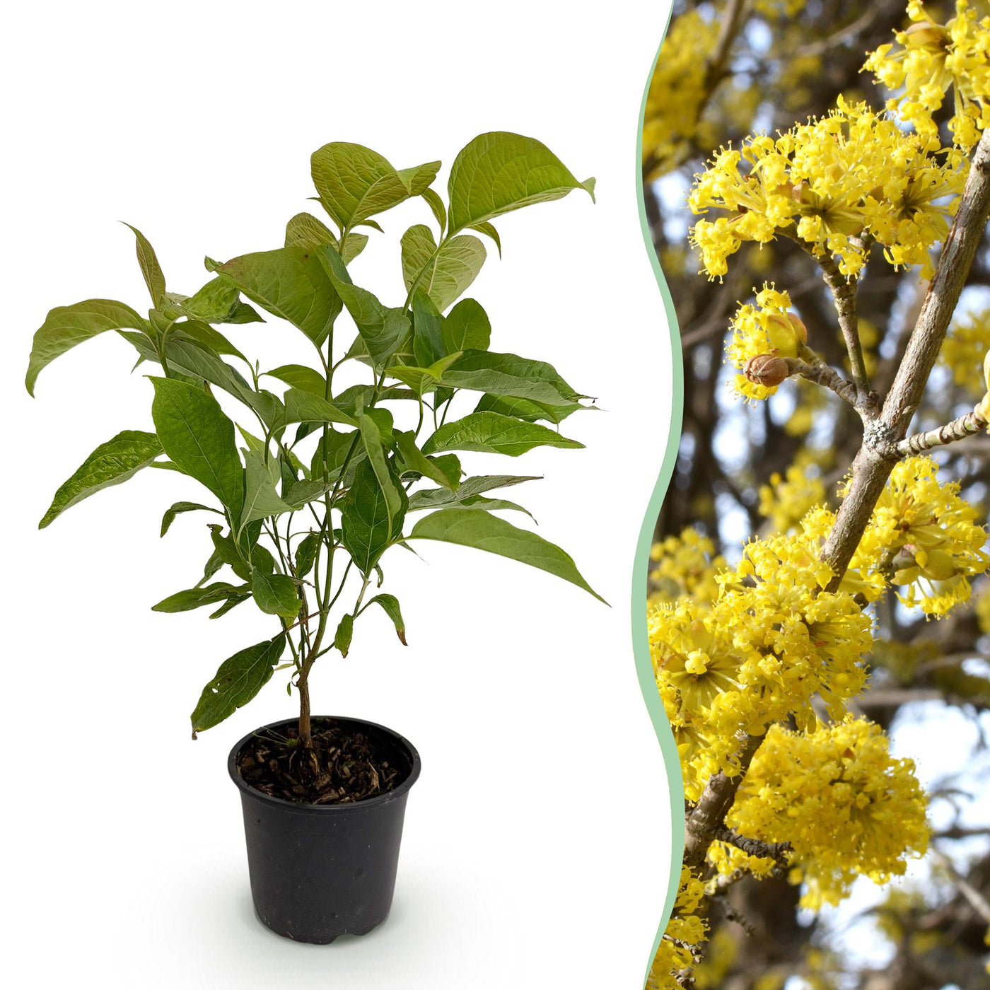 Kornoelje - Cornus mas - geel - Ø12cm - ↕35cm
