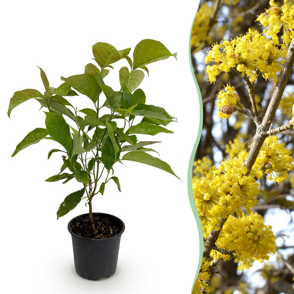 Kornoelje - Cornus mas - geel - Ø12cm - ↕35cm