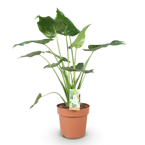 Boeddha-plant - Alocasia cucullata