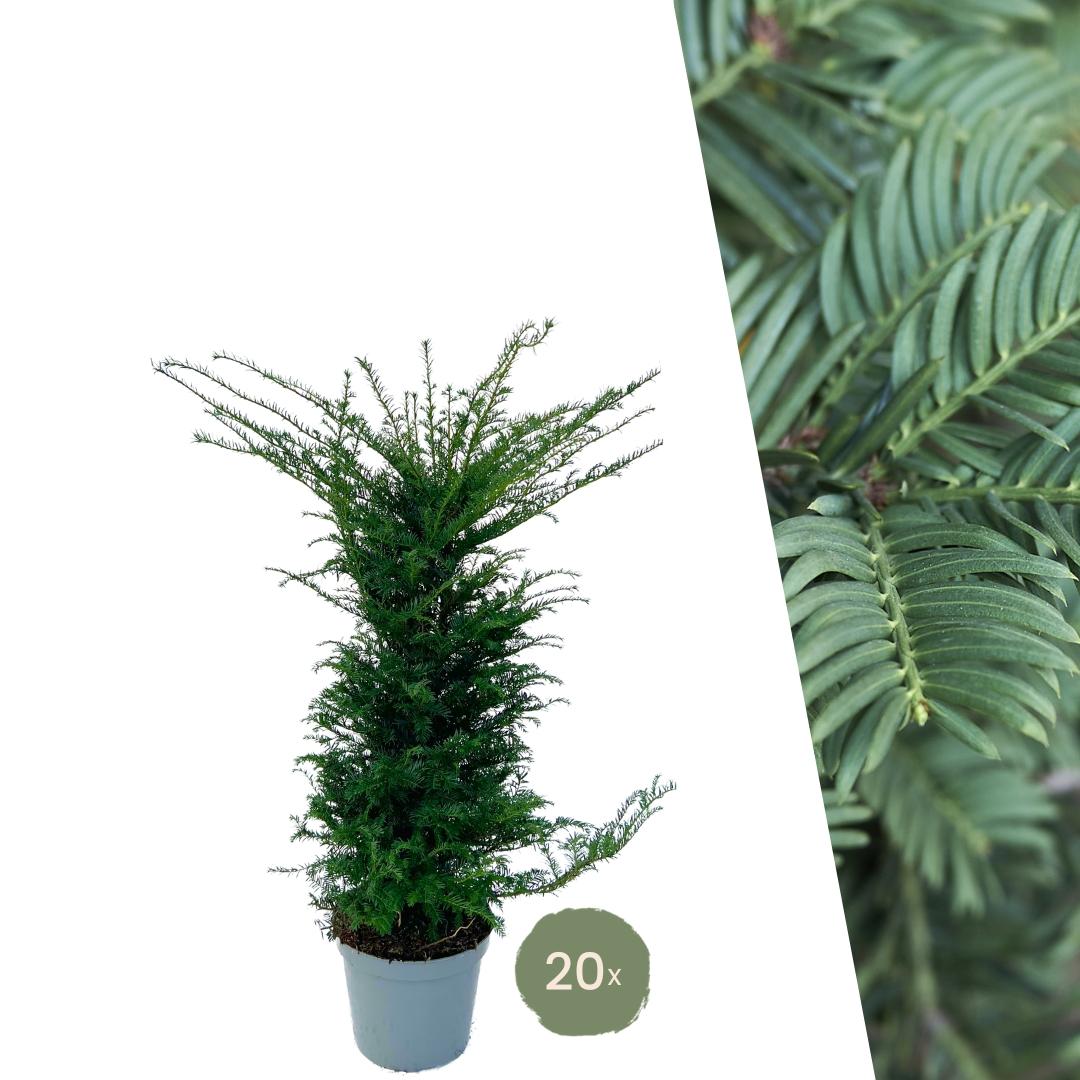 Taxushaag - Taxus baccata - 20 planten voor 10 meter haag