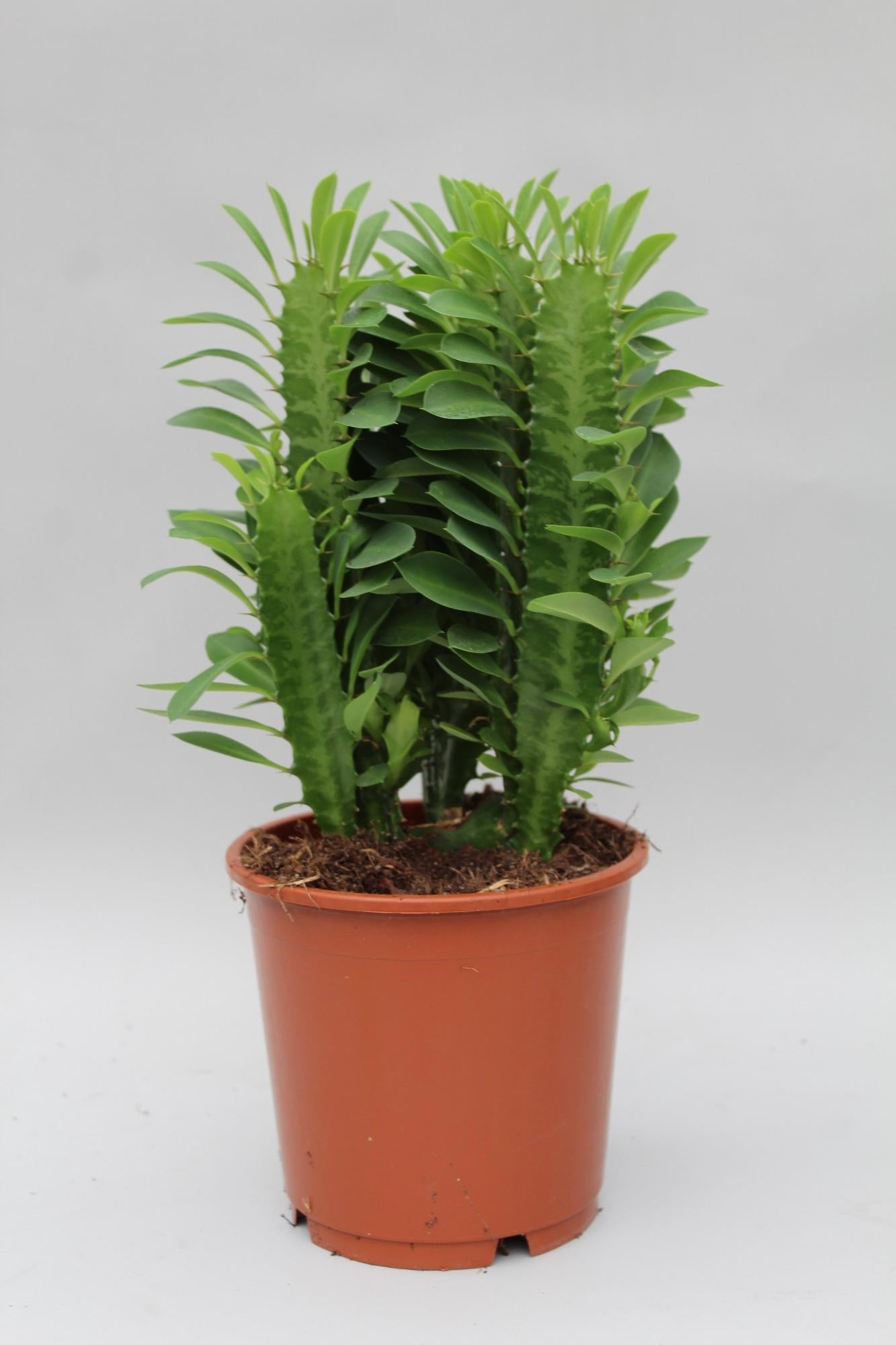 Wolfsmelk - Euphorbia trigona - Ø12cm - ↕40cm