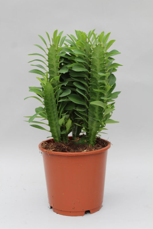 Wolfsmelk - Euphorbia trigona - Ø12cm - ↕40cm