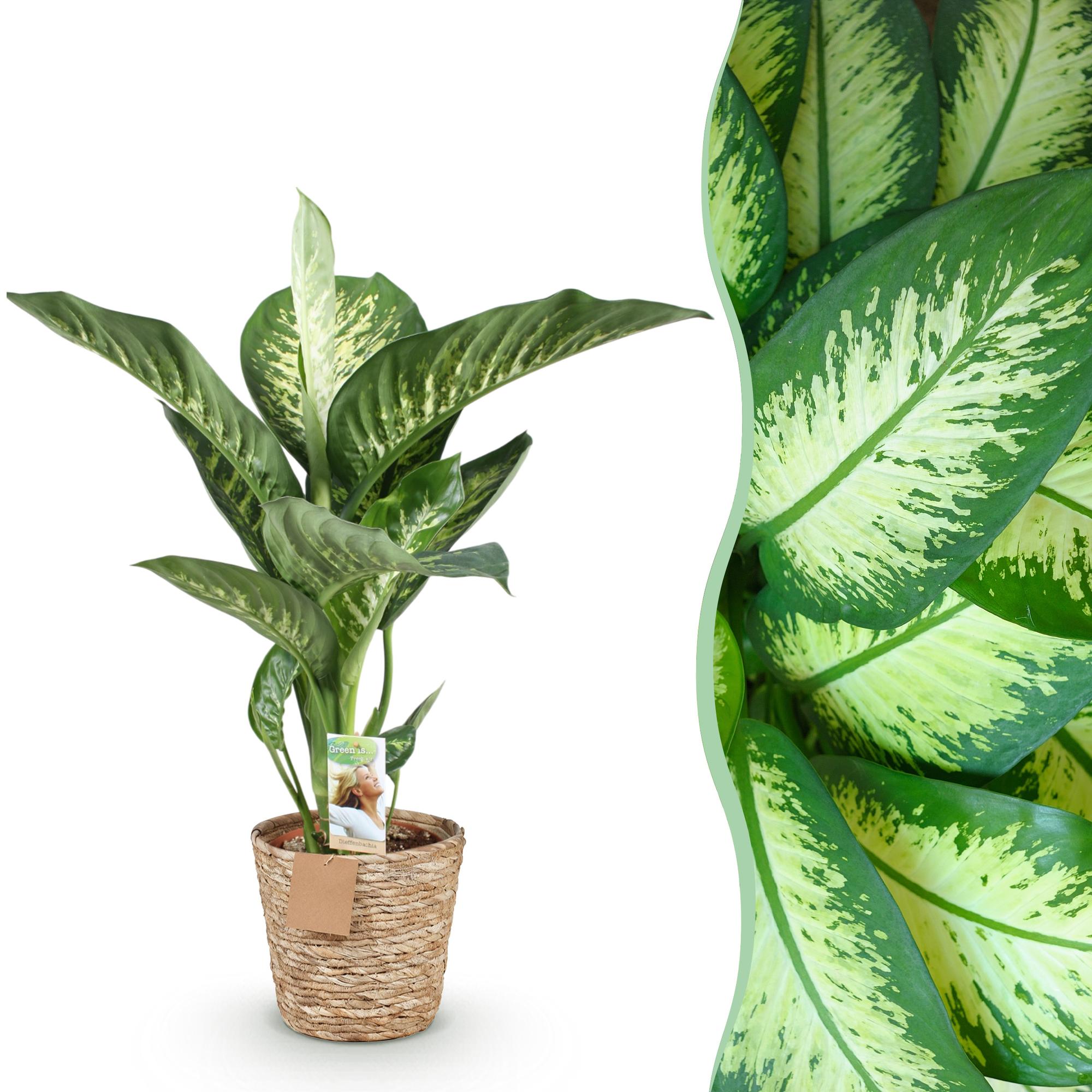 Dieffenbachia - Dieffenbachia Tropic Snow - Ø21cm - ↕90-100cm