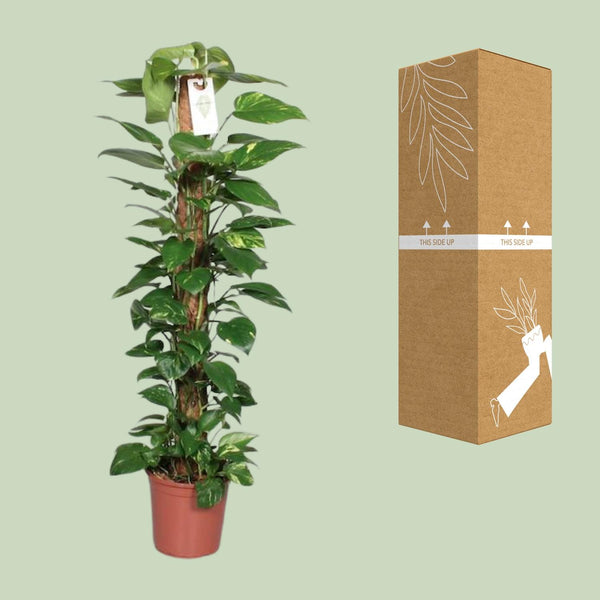 Pothos - Epipremnum pinnatum mosstok - Ø24cm - ↕120cm
