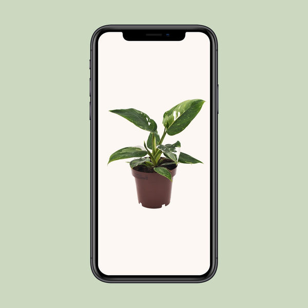 Philodendron White Princess - Ø12cm - ↕25cm