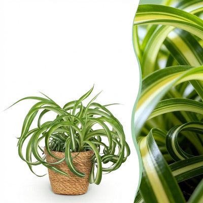Krullende graslelie - Chlorophytum comosum 'Bonnie' - incl. mand - Ø12cm - ↕20cm