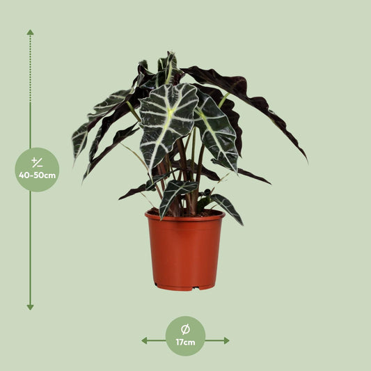 Olifantsoor - Alocasia Polly - Ø17cm - ↕45cm