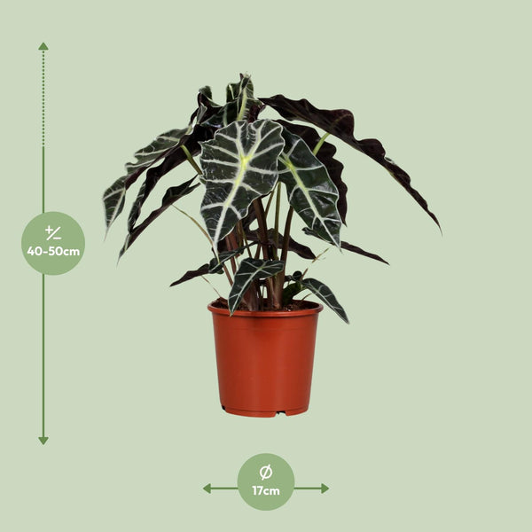 Olifantsoor - Alocasia Polly - Ø17cm - ↕45cm