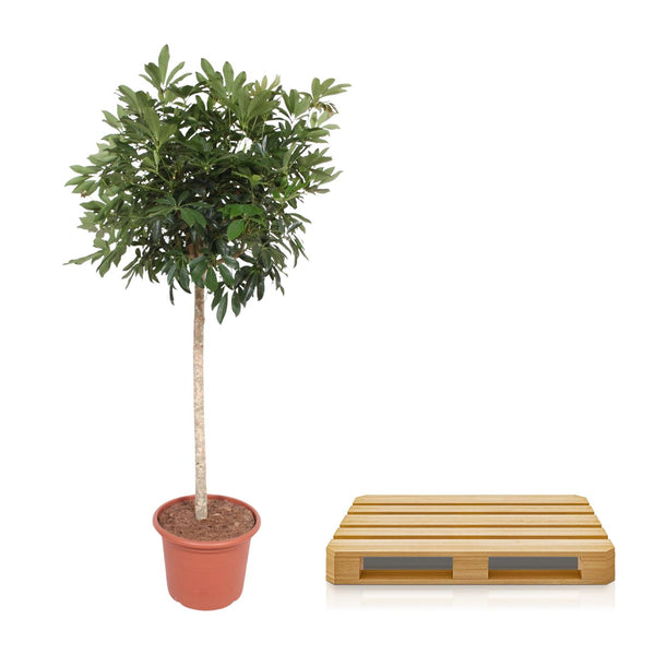 Vingerboom - Schefflera Arboricola Compacta - Ø45cm - ↕190cm