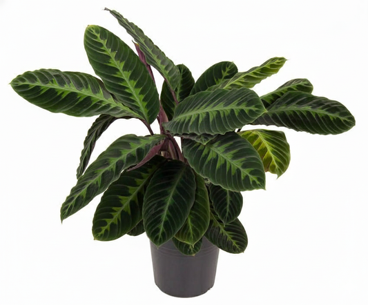 Calathea Warscewiczii - Ø24cm - ↕90cm