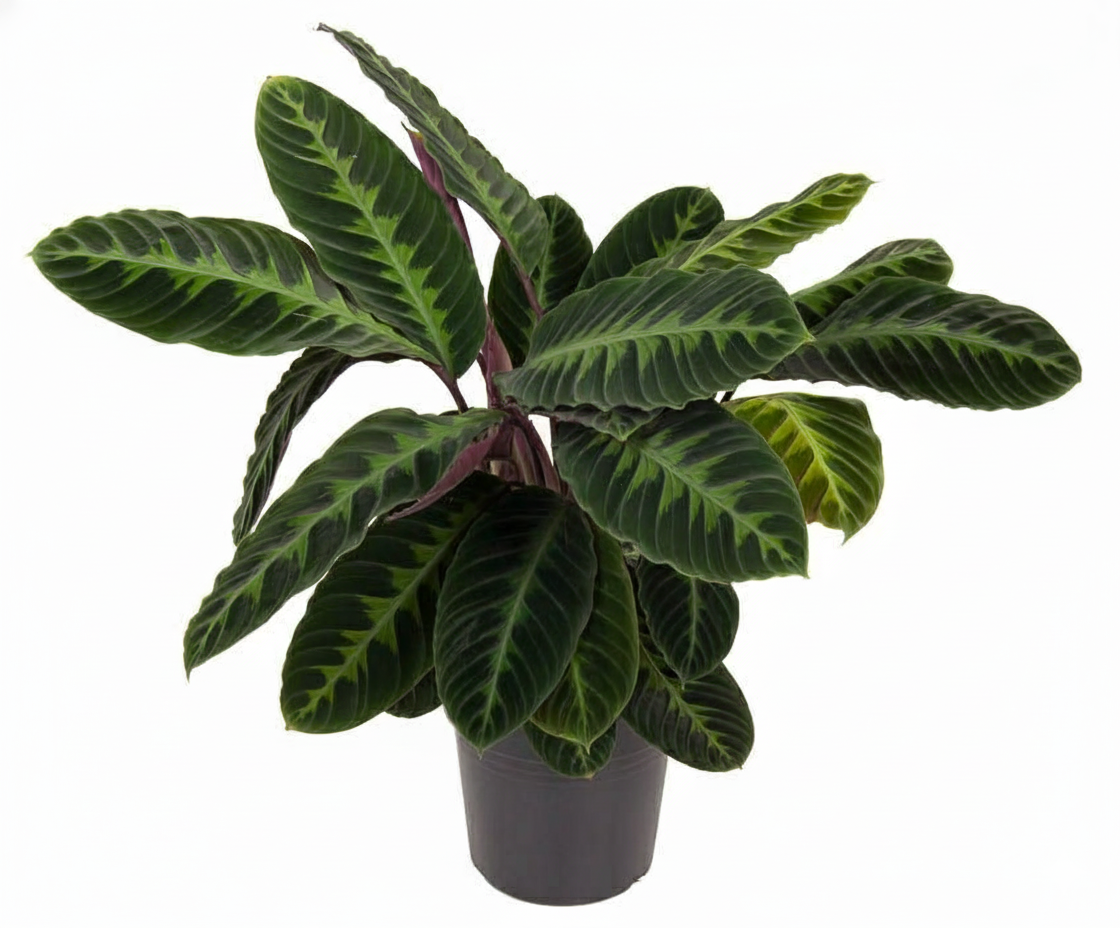 Calathea Warscewiczii - Ø24cm - ↕90cm