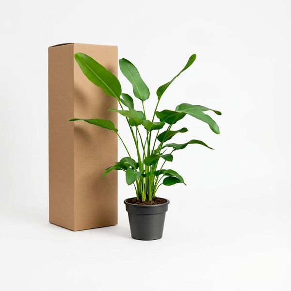 Witte paradijsvogelplant - Strelitzia nicolai - Ø24cm - ↕170cm