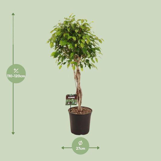 Treurvijg - Ficus benjamina Exotica - Ø27cm - ↕120cm