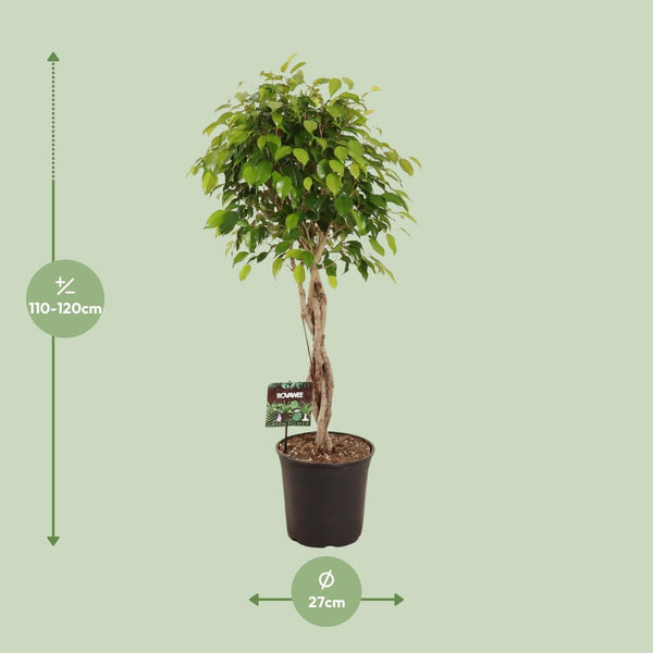 Treurvijg - Ficus benjamina Exotica - Ø27cm - ↕120cm