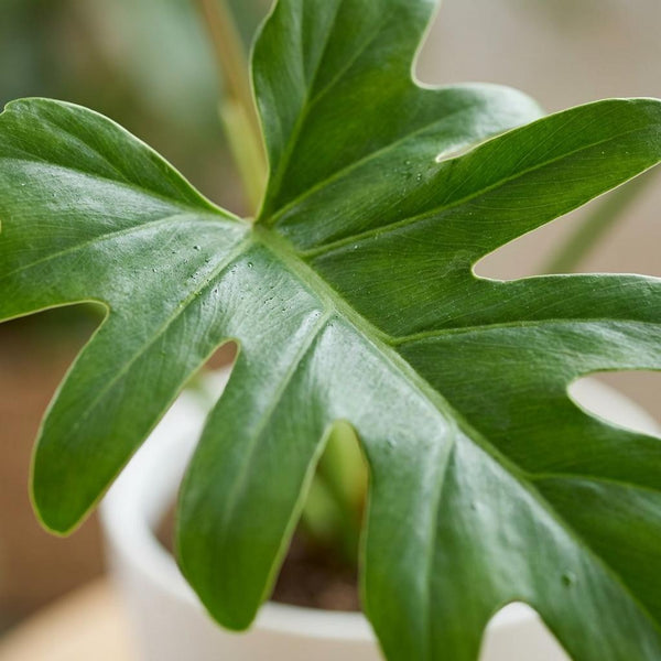 Philodendron Lacerum - Ø19cm - ↕65cm