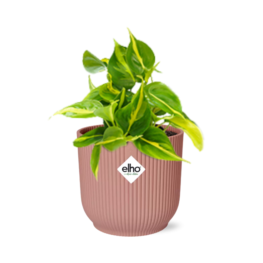 Philodendron Scandens ‘Brasil’ - incl. Elho Vibes Fold Roze - ↕14cm