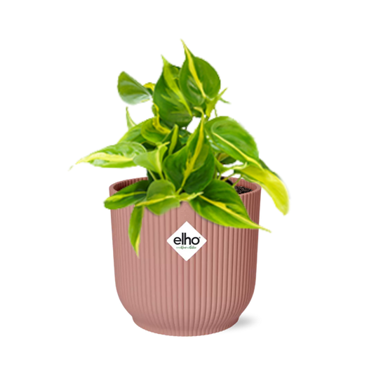 Philodendron Scandens ‘Brasil’ - incl. Elho Vibes Fold Roze - ↕14cm