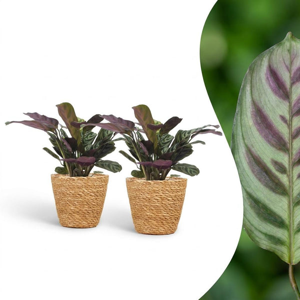2x Ctenanthe Burle Marxii - incl. mand - Ø12cm - ↕30cm