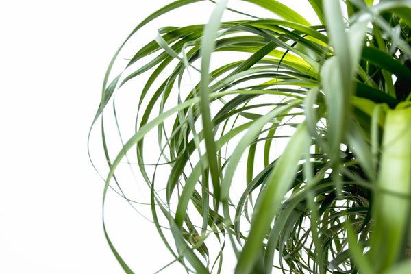 Beaucarnea XXL - ↕180cm