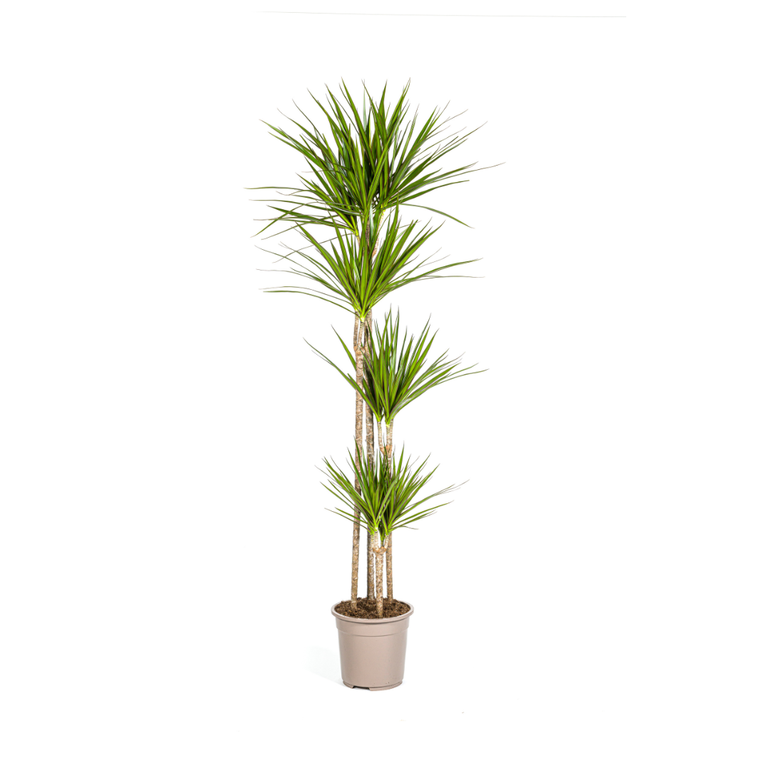 Drakenbloedboom - Dracaena marginata 'Green' - Ø27cm - ↕180cm