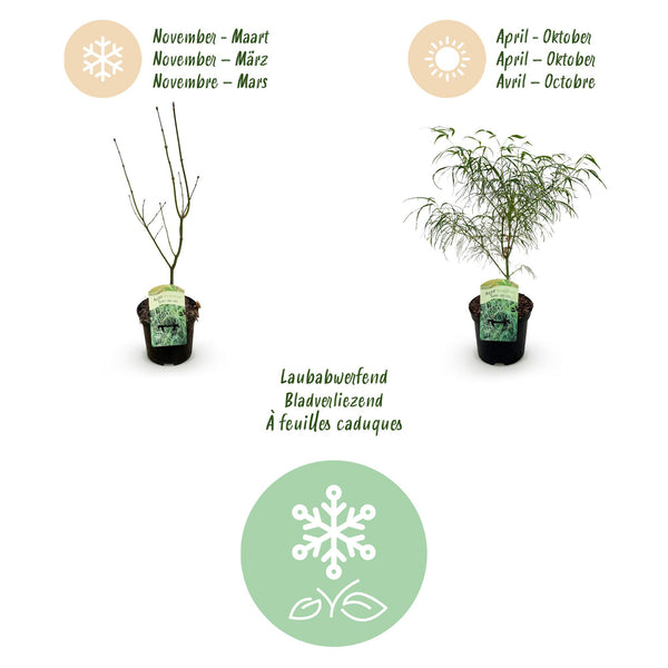 Japanse Esdoorn - Acer palmatum Koto-no-ito - Ø19cm - ↕70cm
