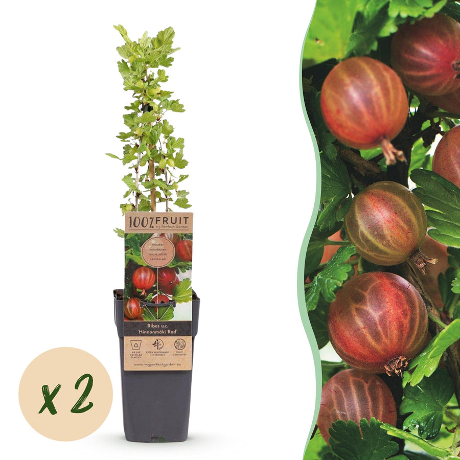 Kruisbes - Ribes uva-crispa Hinnonmäki Röd - Ø15cm - ↕50cm