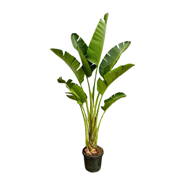 Witte paradijsvogelplant - Strelitzia augusta - Ø45cm - ↕250cm