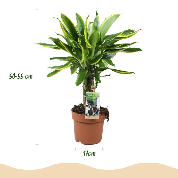 Drakenbloedboom - Dracaena fragrans Golden Coast - Ø17cm - ↕50-55cm