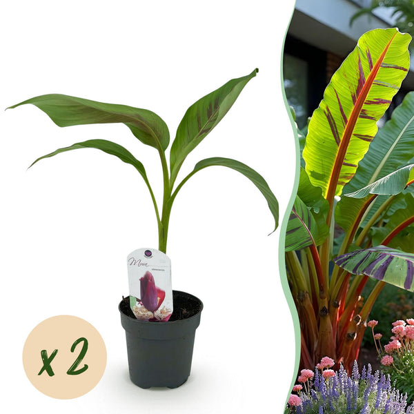 Bananenplant - Musa sikkemensis Red Tiger - Ø12cm - ↕30cm
