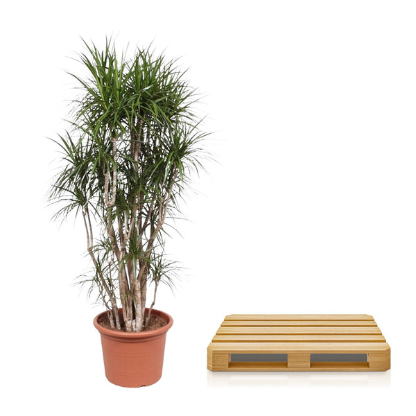 Drakenbloedboom - Dracaena marginata vertakt - Ø40cm - ↕220cm