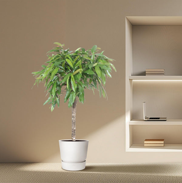 Vijgenboom - Ficus Amstel King - Ø30cm - ↕130cm