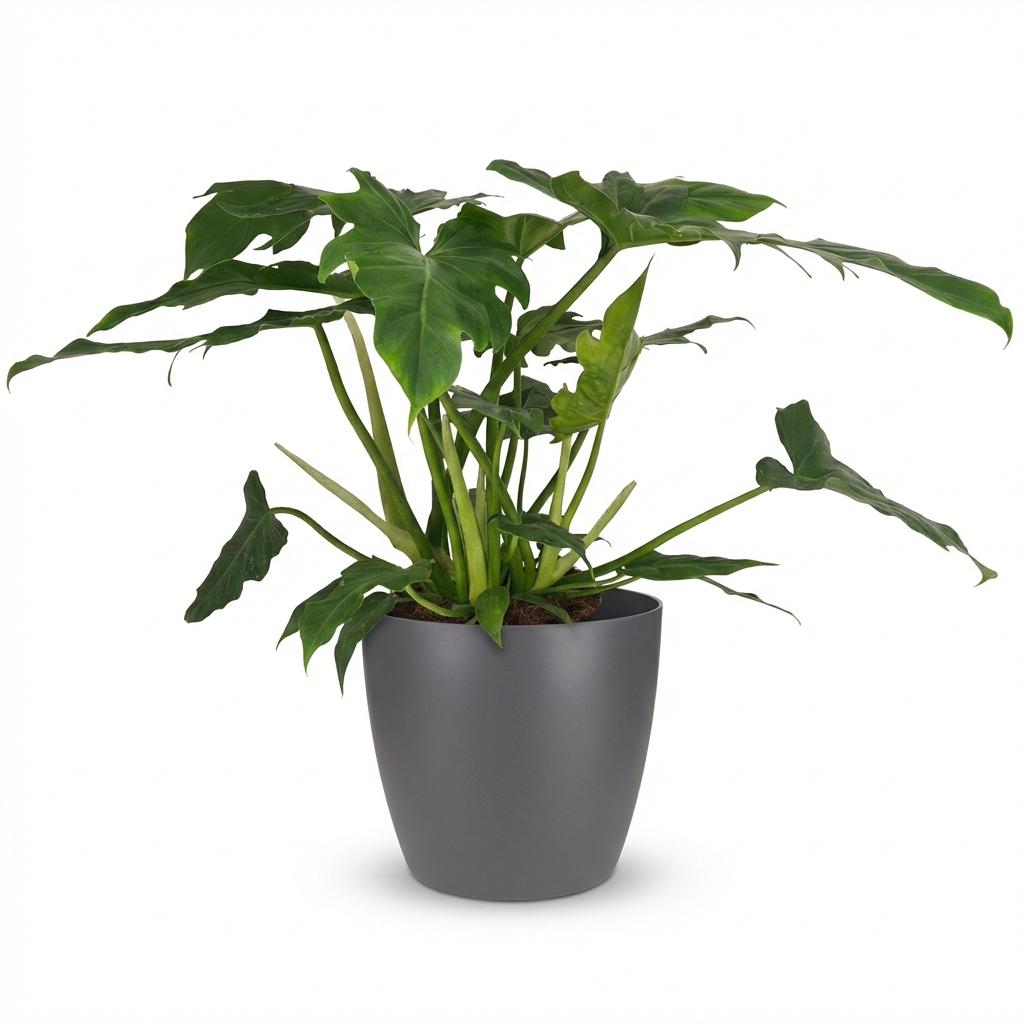 Philodendron Lacerum - Ø19cm - ↕65cm
