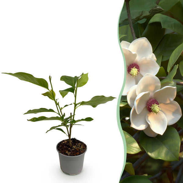Magnolia - Magnolia sieboldii - wit - Ø12cm - ↕30cm