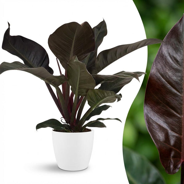 Philodendron Imperial Red - Rood - Ø19cm - ↕60cm