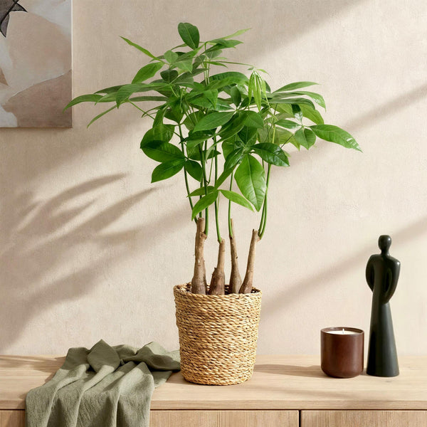 Geldboom - Pachira aquatica multi stam - Ø17cm - ↕50-55cm
