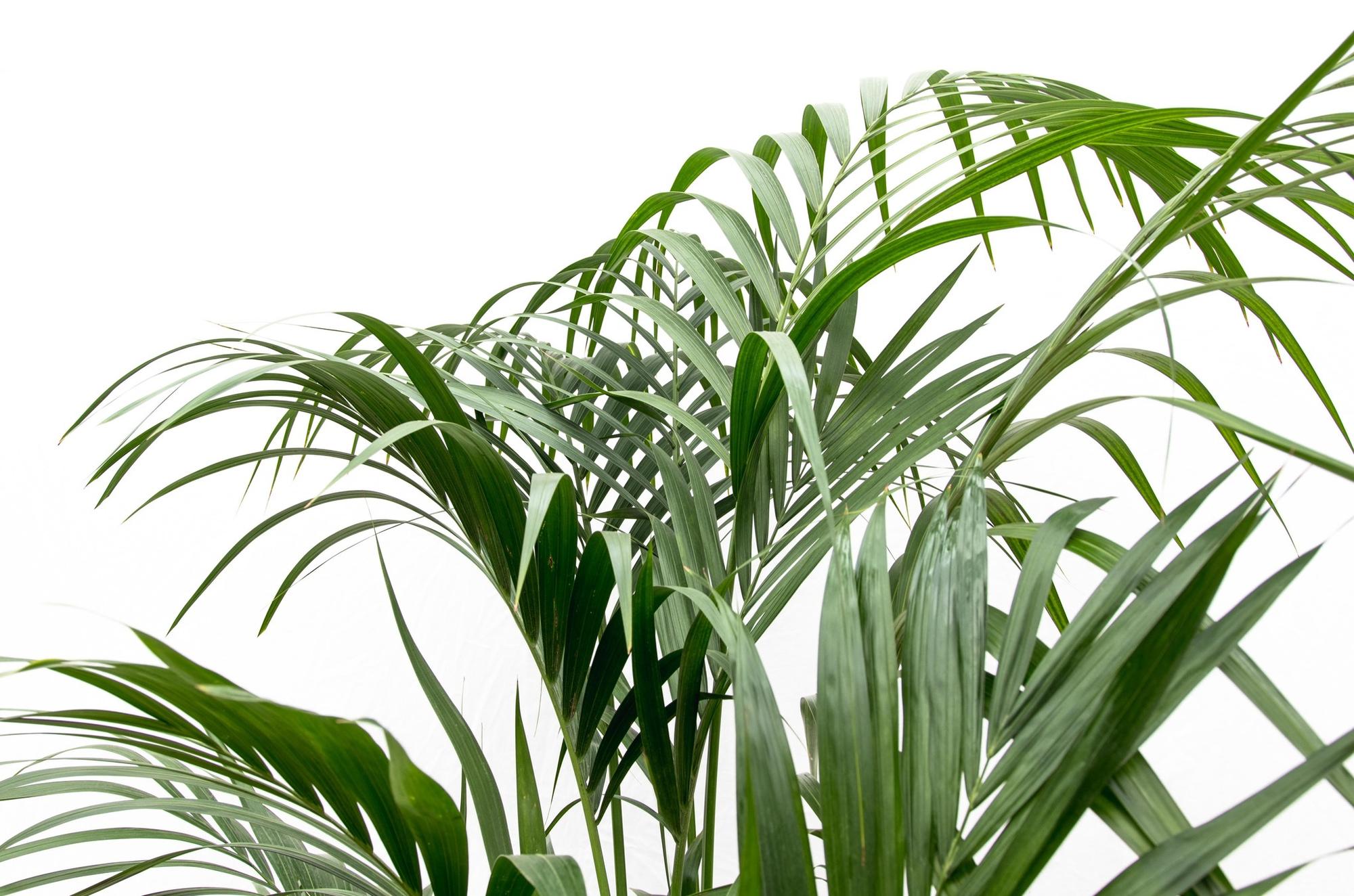 Kentiapalm - Kentia palm - Ø21cm - ↕180cm