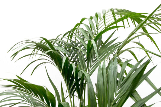 Kentiapalm - Kentia palm - Ø21cm - ↕180cm
