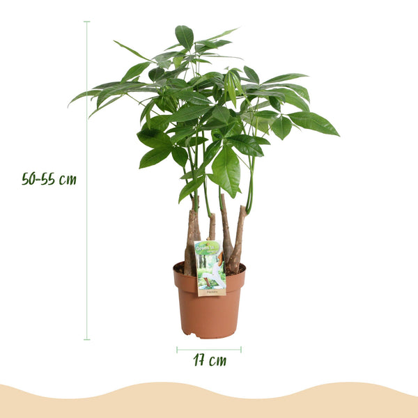 Geldboom - Pachira aquatica multi stam - Ø17cm - ↕50-55cm