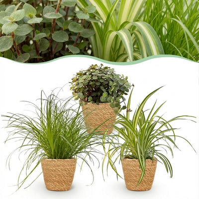 Plantenset van 3 - kattengras, callisia en graslelie - incl. mand - Ø12cm - ↕20cm