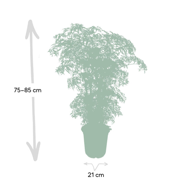 Polyscias Fruticosa - Ø21cm - ↕75cm