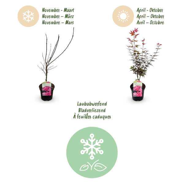 Japanse Esdoorn - Acer palmatum Skeetsers Broom - Paars - Ø19cm - ↕70cm