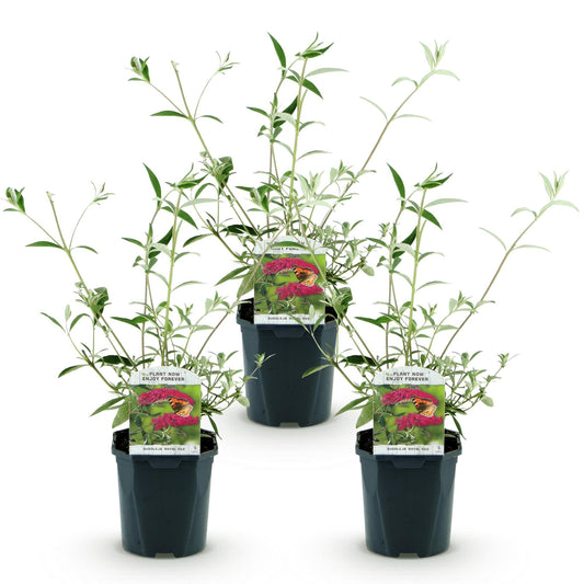 3x Vlinderstruik - Buddleja davidii 'Royal Red' - rood - Ø17cm - ↕45cm