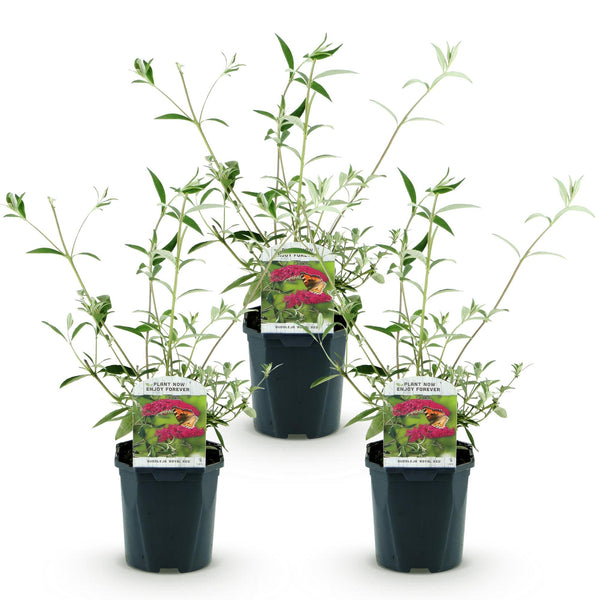 3x Vlinderstruik - Buddleja davidii 'Royal Red' - rood - Ø17cm - ↕45cm