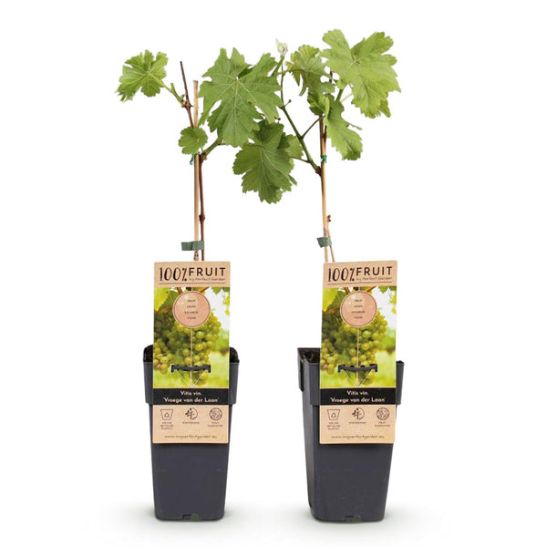Druif - Vitis vinifera Vroege van der Laan - Ø15cm - ↕50cm