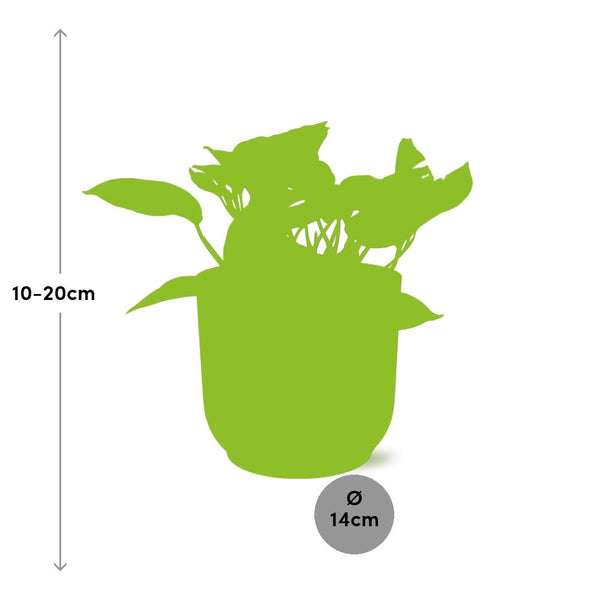 Pothos - Epipremnum aureum 'Marble Queen' - incl. Elho Vibes Fold Roze - ↕14cm
