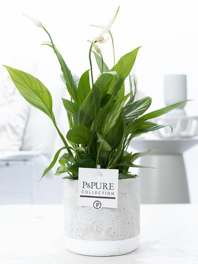 Lepelbloem - Spathiphyllum - incl. P&PURE Jade Ceramics - Ø12cm - ↕35cm