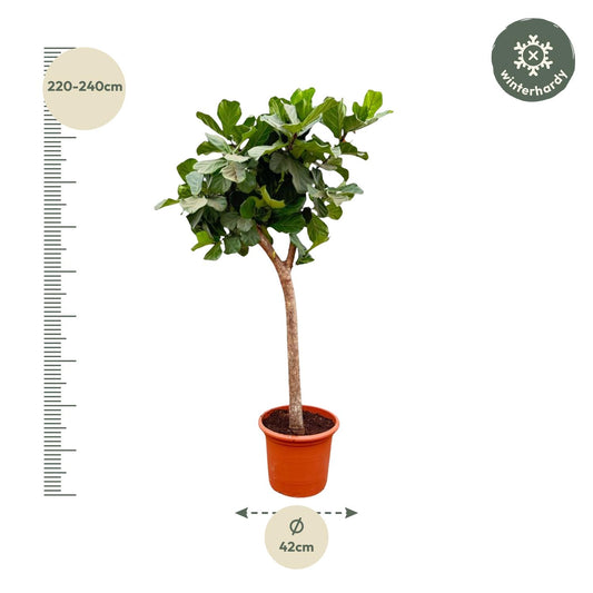 Vioolbladplant - Ficus lyrata XXXL - Ø40cm - ↕230cm