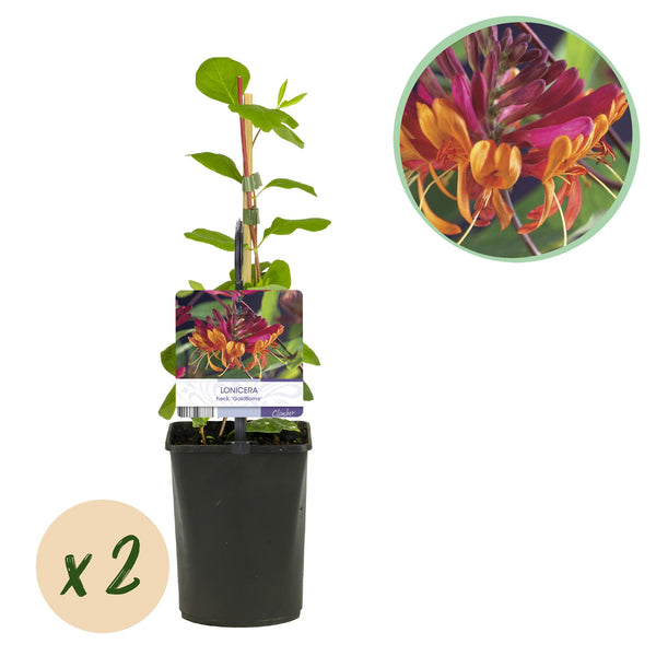 2x Kamperfoelie - Lonicera heckrottii 'Goldflame' - roze met geel - Ø15cm - ↕65cm